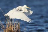 czapla biała, Casmerodius albus, Ardea alba, Egretta alba