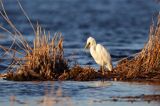 czapla biała, Casmerodius albus, Ardea alba, Egretta alba