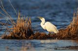 czapla biała, Casmerodius albus, Ardea alba, Egretta alba