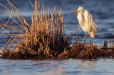 czapla biała, Casmerodius albus, Ardea alba, Egretta alba