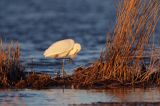 czapla biała, Casmerodius albus, Ardea alba, Egretta alba