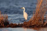 czapla biała, Casmerodius albus, Ardea alba, Egretta alba
