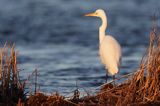 czapla biała, Casmerodius albus, Ardea alba, Egretta alba