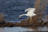 czapla biała, Casmerodius albus, Ardea alba, Egretta alba