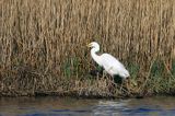 czapla biała, Casmerodius albus, Ardea alba, Egretta alba