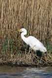 czapla biała, Casmerodius albus, Ardea alba, Egretta alba