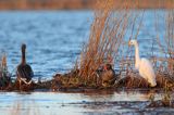 czapla biała, Casmerodius albus, Ardea alba, Egretta alba i gęsi gęgawa Anser anser z młodymi