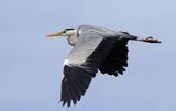 czapla siwa w locie, Ardea cinerea