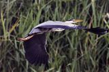czapla siwa, Ardea cinerea