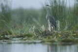 Czapla siwa, Ardea cinerea
