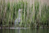 Czapla siwa, Ardea cinerea
