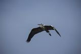 Czapla siwa, Ardea cinerea