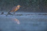 Czapla siwa, Ardea cinerea