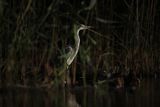 Czapla siwa, Ardea cinerea, nocne polowanie