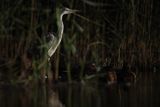Czapla siwa, Ardea cinerea, nocne polowanie