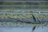 Czapla siwa, Ardea cinerea