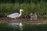 czapla siwa, Ardea cinerea