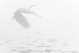 Czapla siwa, Ardea cinerea