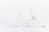 Czapla siwa, Ardea cinerea