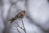 Czeczotka, Carduelis flammea, Acanthis flammea, samiec