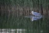 Czapla siwa, Ardea cinerea, z rybą