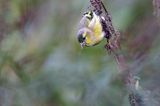 czyż, czyżyk Carduelis spinus