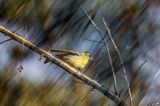 czyż, czyżyk Carduelis spinus, impresja