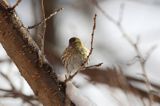 czyż, czyżyk Carduelis spinus