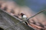 jaskółka dymówka, na drucie, Hirundo rustica