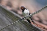 jaskółka dymówka, na drucie, Hirundo rustica