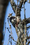 Dzięcioł białogrzbiety, Dendrocopos leucotos