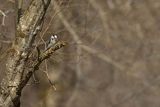 Dzięciołek, dzięcioł mały, Dendrocopos minor, samica