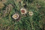 dziewięćsił bezłodygowy Carlina acaulis