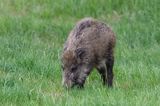 dzik, sus scrofa