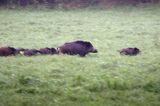Dzik, Sus scrofa