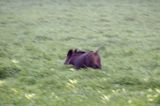 Dzik, Sus scrofa