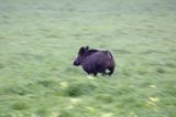 Dzik, Sus scrofa