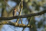 Dziwonia, samiec, Carpodacus erythrinus, Erythrina erythrina