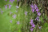 Dzwonek rozpierzchły, Campanula patula