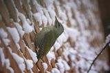 Dzięcioł zielonosiwy, Picus canus, samica
