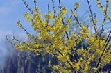 Forsycja pośrednia łac: Forsythia intermedia)