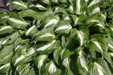 funkia, Hosta undulata