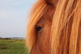 Koń, kucyk na wyspie Fur, Limfjord, Jutlandia, Dania