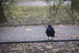 Gawron, Corvus frugilegus