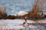 czapla biała, Casmerodius albus, Ardea alba, Egretta alba, gęś gęgawa, Anser anser