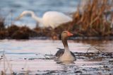 czapla biała, Casmerodius albus, Ardea alba, Egretta alba, gęś gęgawa, Anser anser