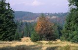 W Gorcach, Polana Kałużna, Polska