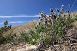 Sasanka łąkowa, Anemone pratensis, Pulsatilla pratensis, wyspa Gotska Sandon, Szwecja, Bałtyk