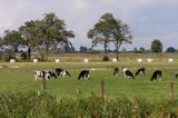 krowy holenderskie na polach wzdłuż kanału, okolice Grootschar, Holandia