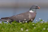 Gołąb grzywacz grzywacz) Columba palumbus L